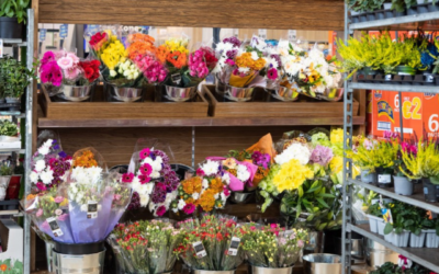 SPRING BLOOMS AT LIDL